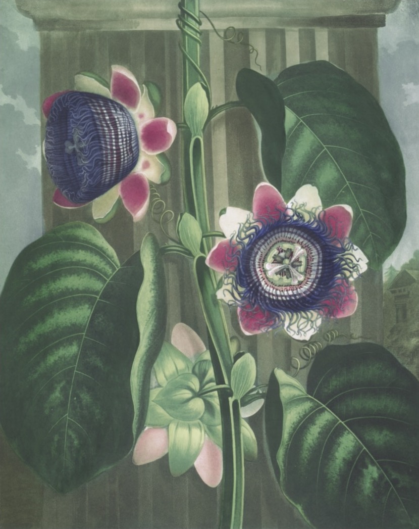 FLORA GARDEN