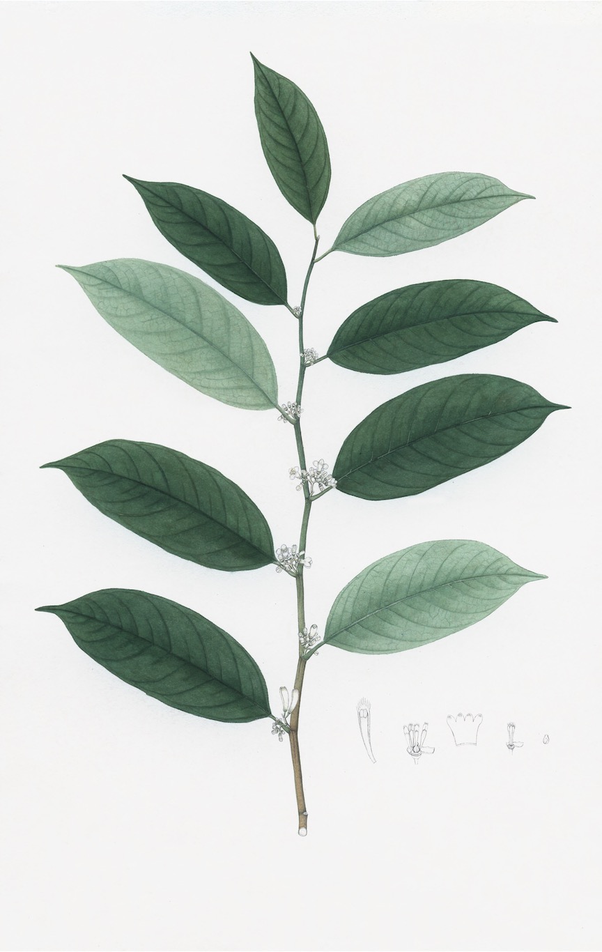 DUTCH EAST INDIAN FLORA