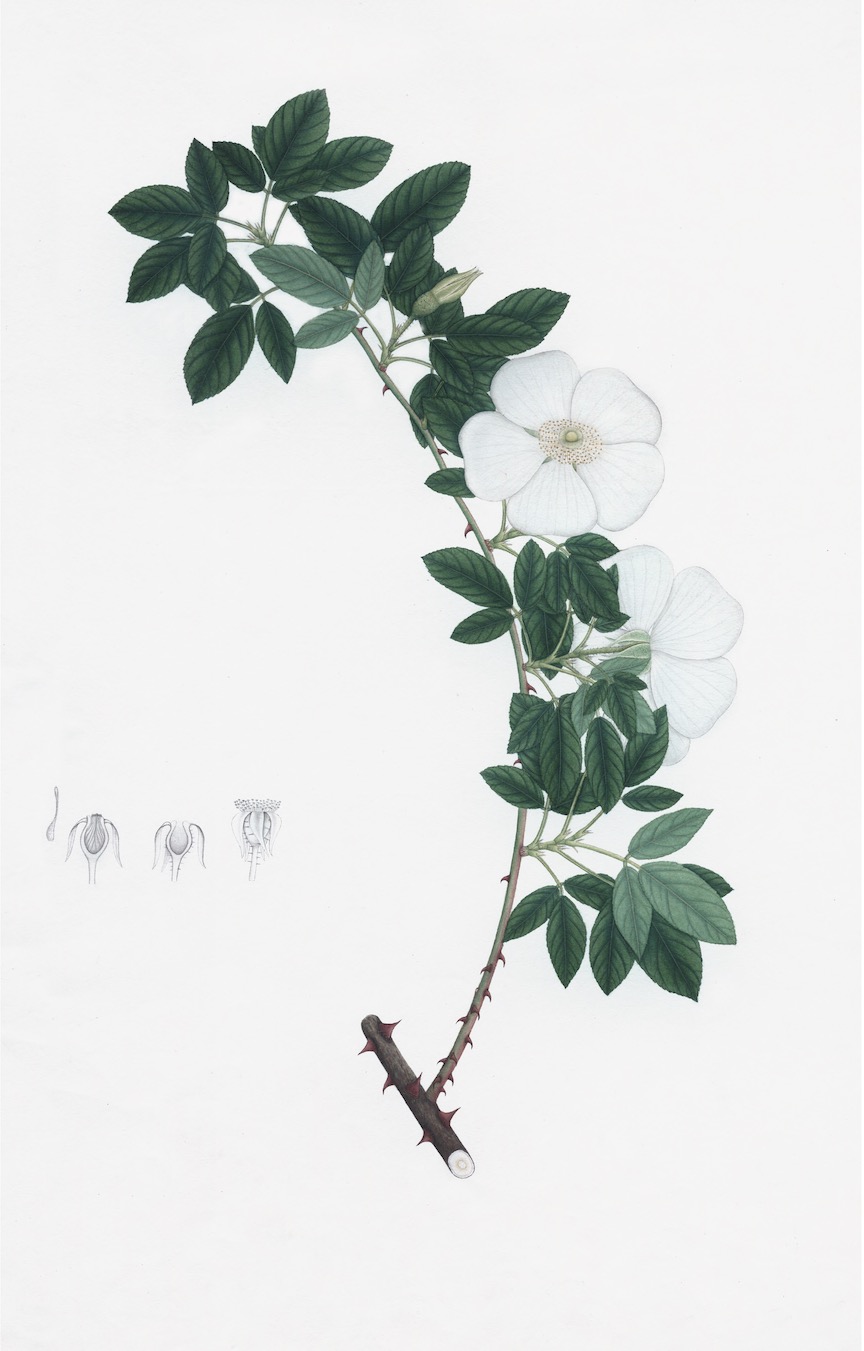 DUTCH EAST INDIAN FLORA