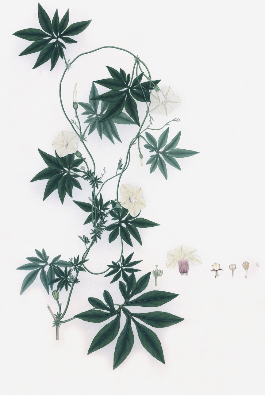 DUTCH EAST INDIAN FLORA