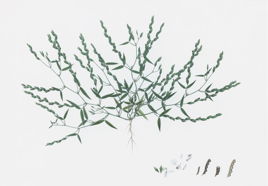 DUTCH EAST INDIAN FLORA