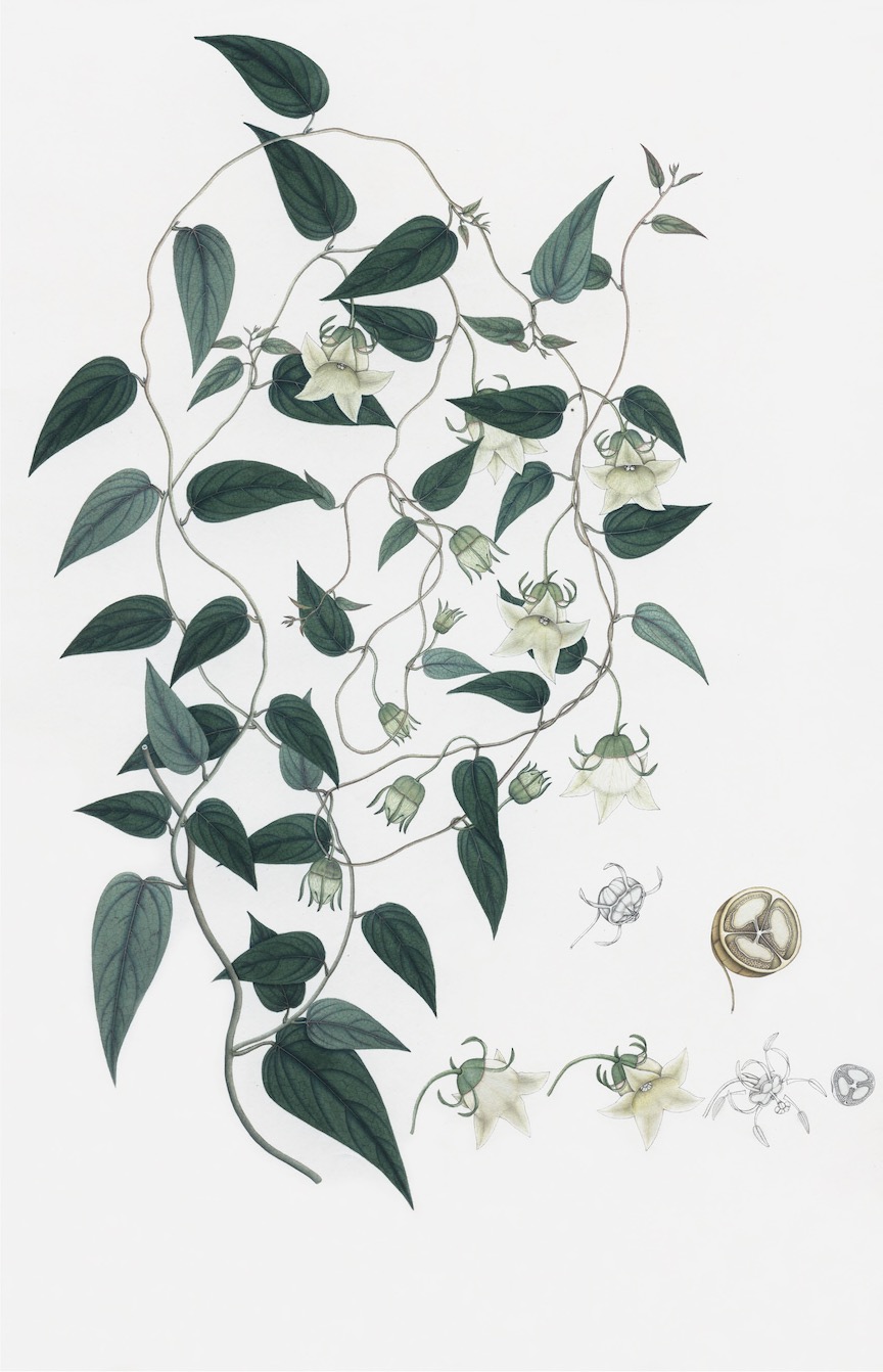 DUTCH EAST INDIAN FLORA