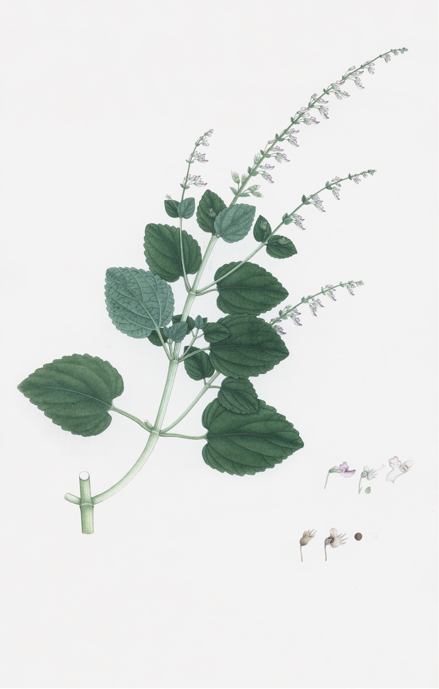 DUTCH EAST INDIAN FLORA