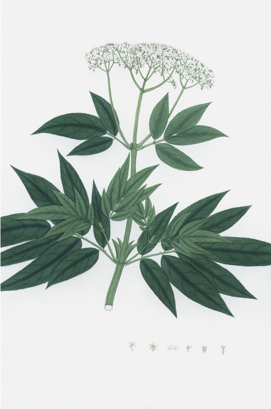 DUTCH EAST INDIAN FLORA