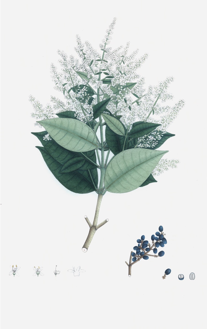 DUTCH EAST INDIAN FLORA