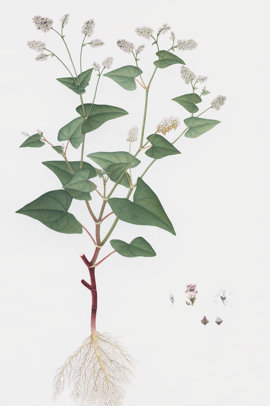 DUTCH EAST INDIAN FLORA