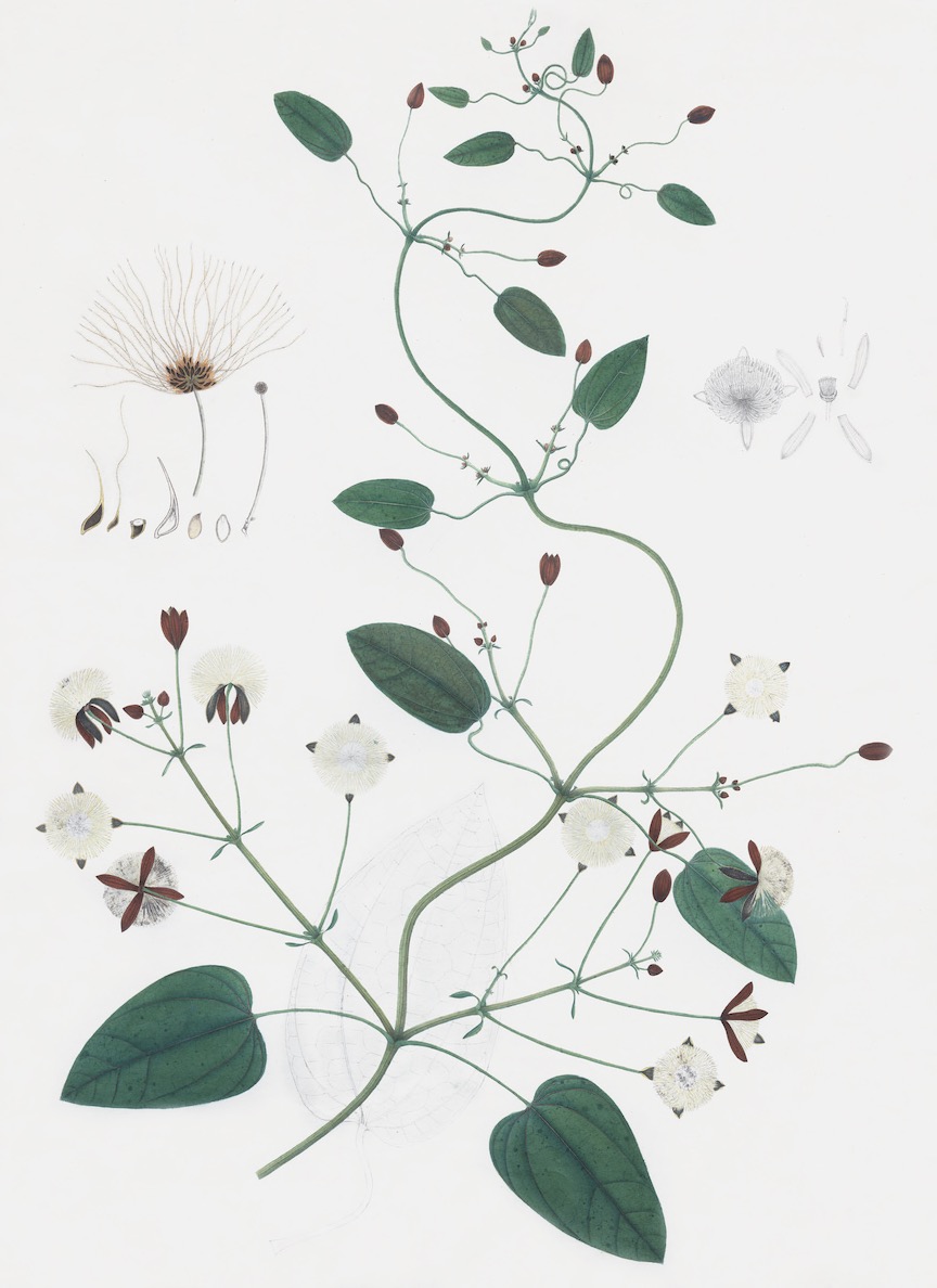 DUTCH EAST INDIAN FLORA