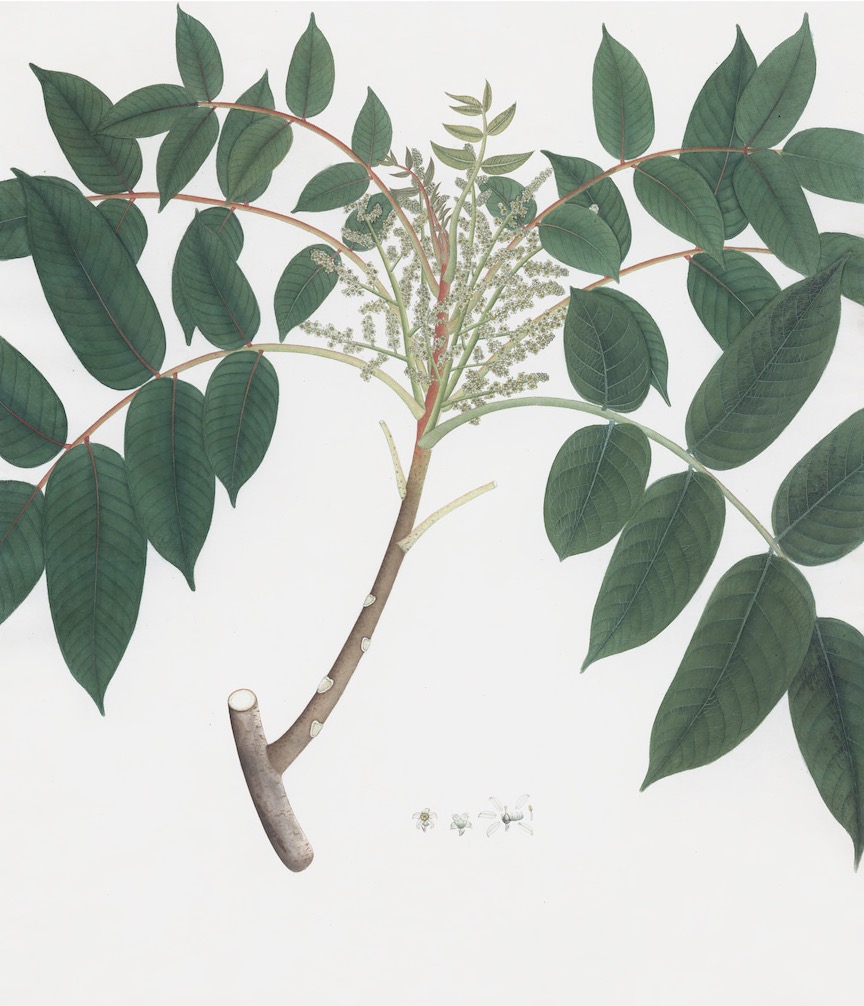 DUTCH EAST INDIAN FLORA
