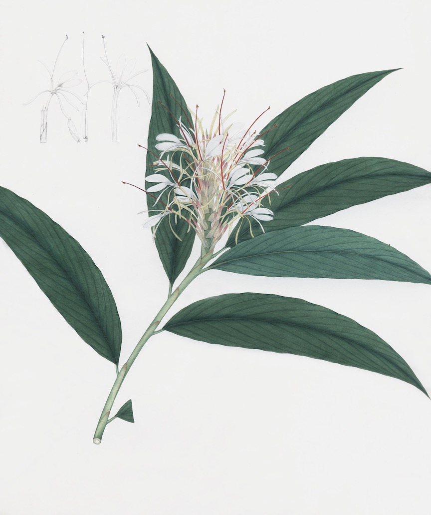 DUTCH EAST INDIAN FLORA