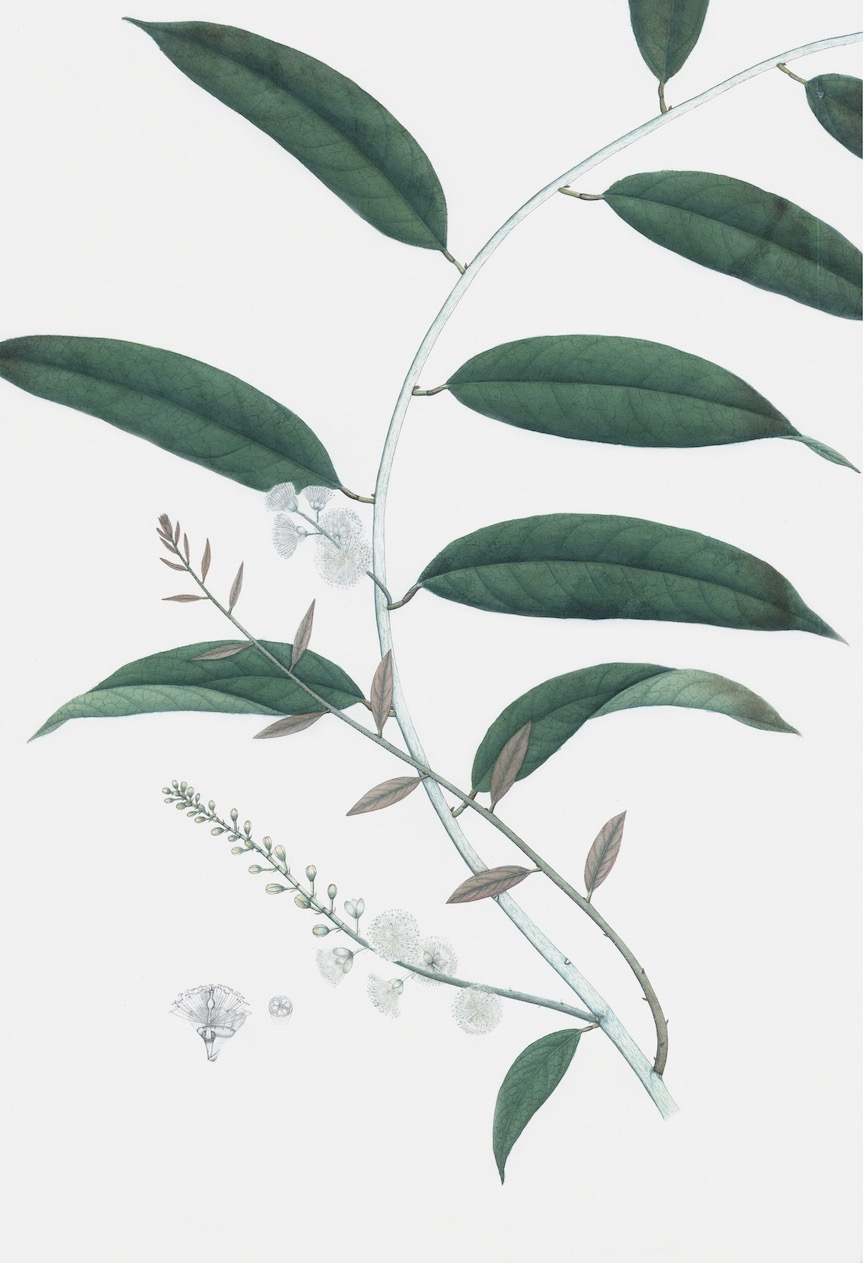 DUTCH EAST INDIAN FLORA