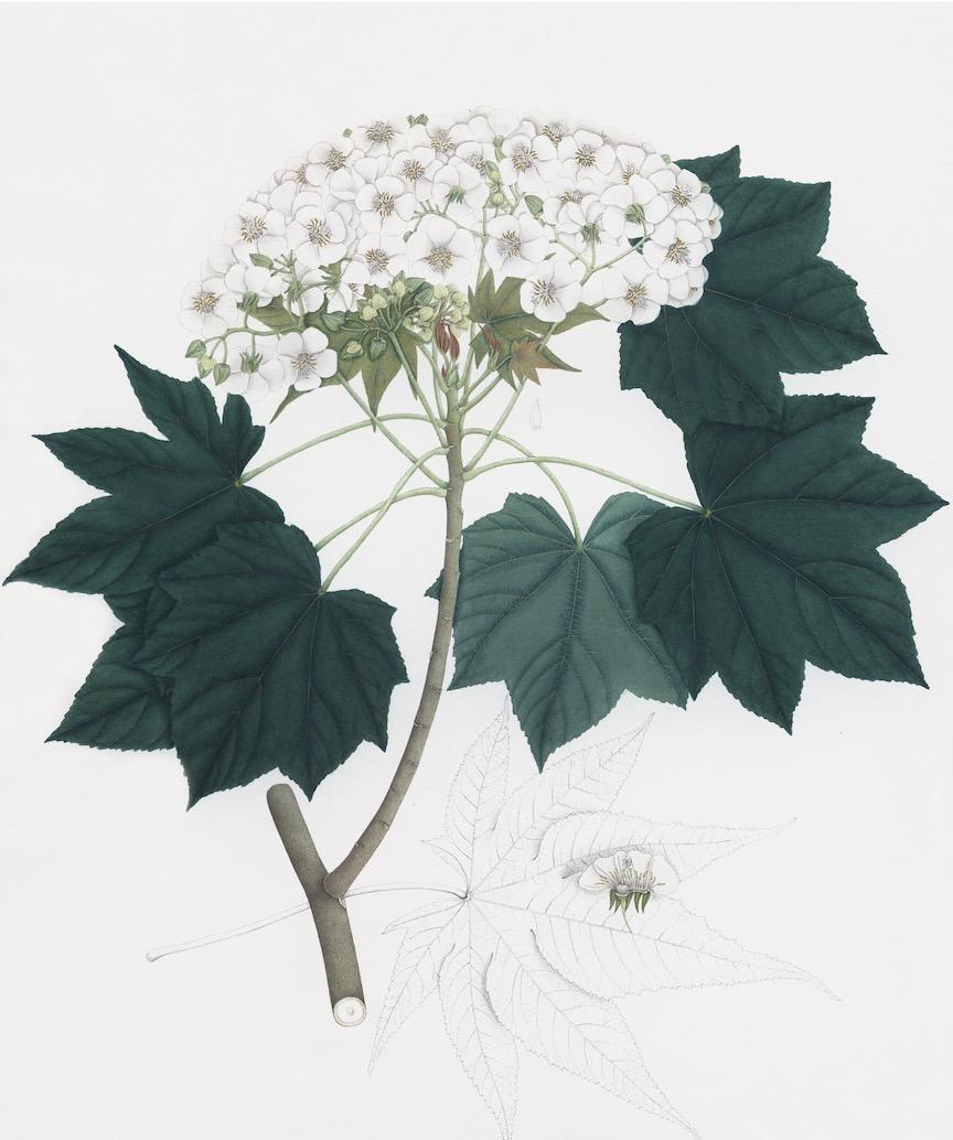 DUTCH EAST INDIAN FLORA