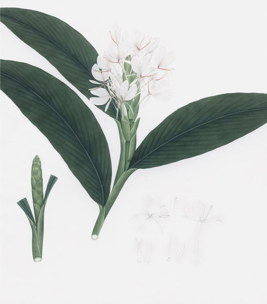 DUTCH EAST INDIAN FLORA