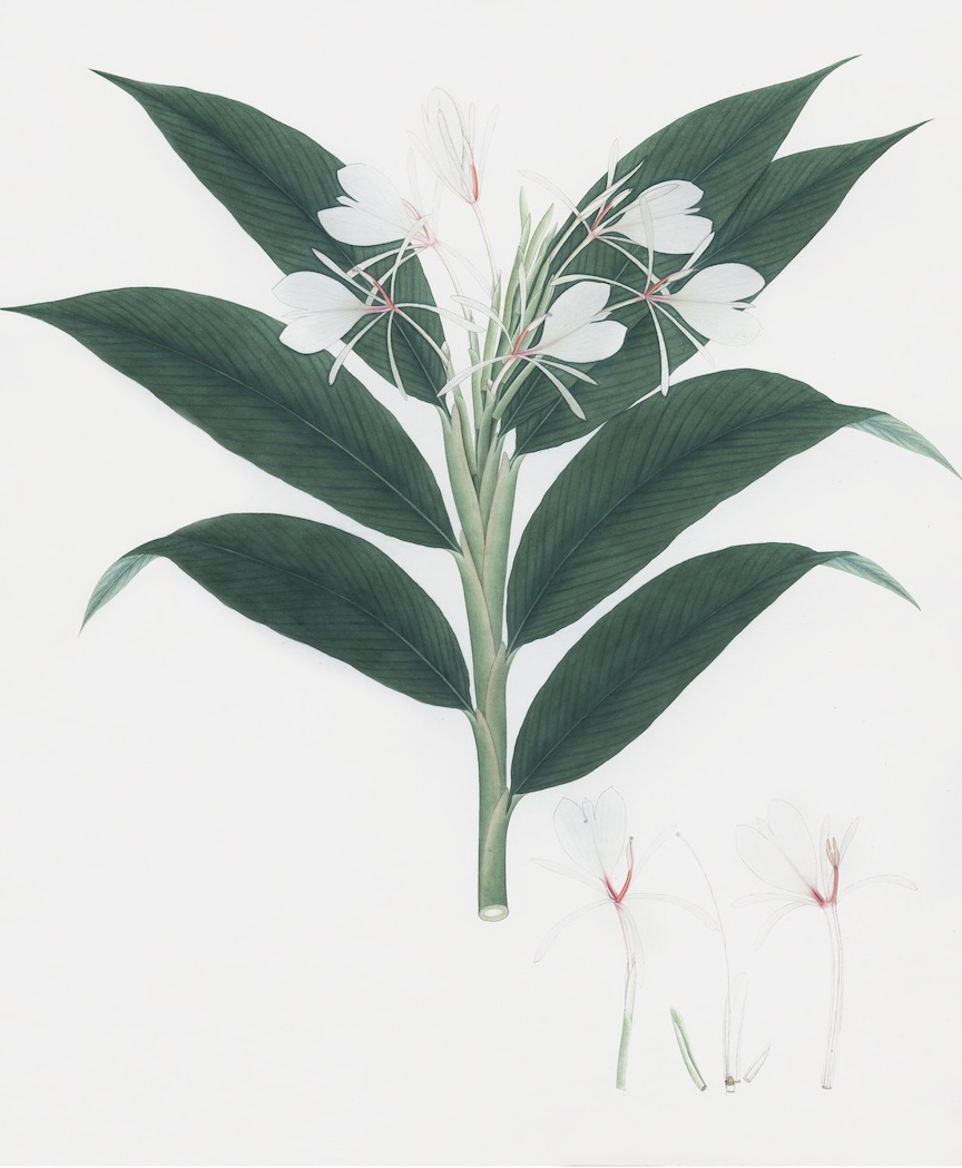 DUTCH EAST INDIAN FLORA