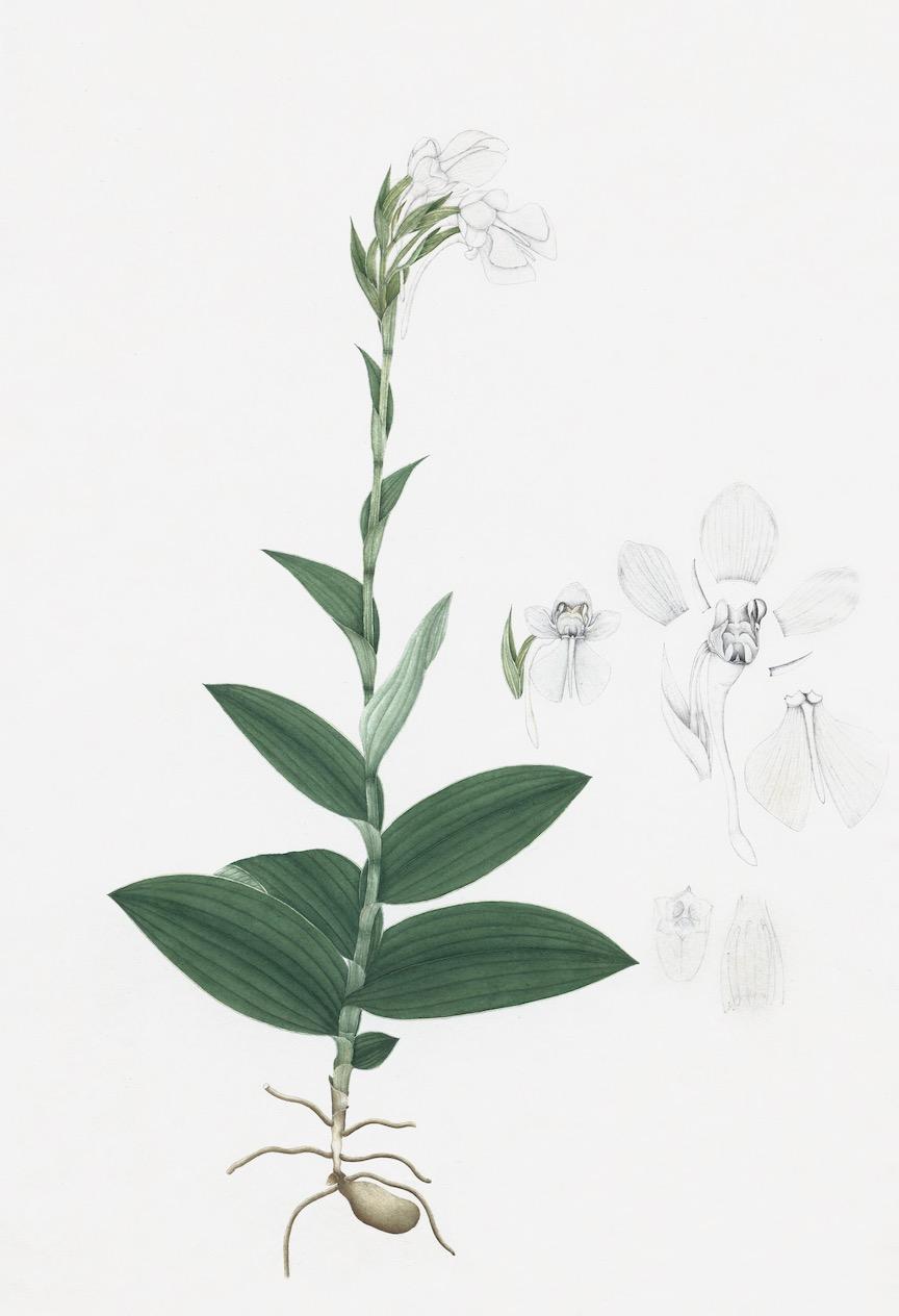 DUTCH EAST INDIAN FLORA
