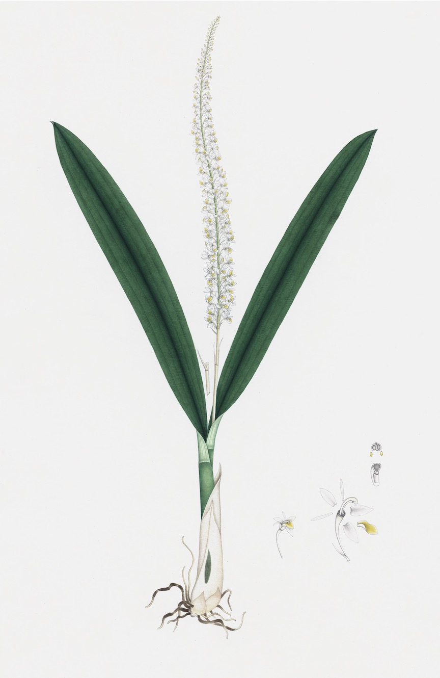 DUTCH EAST INDIAN FLORA