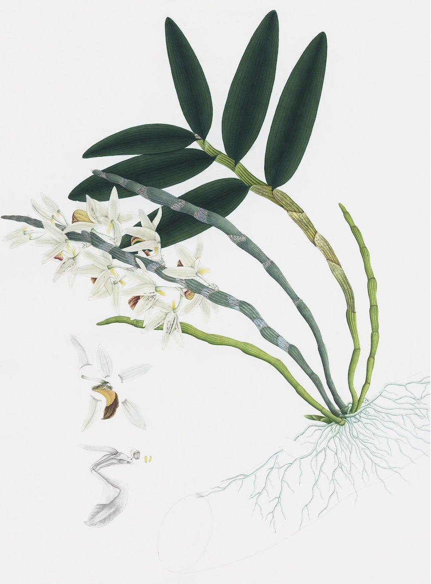 DUTCH EAST INDIAN FLORA