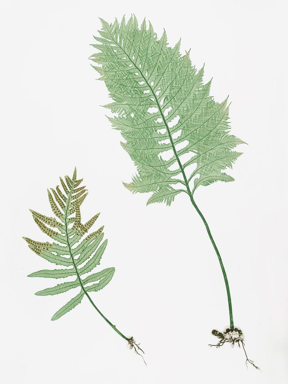 ENGLISH FERNS