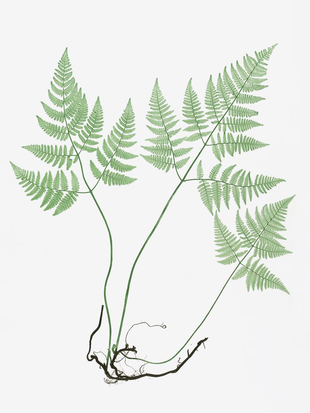 ENGLISH FERNS