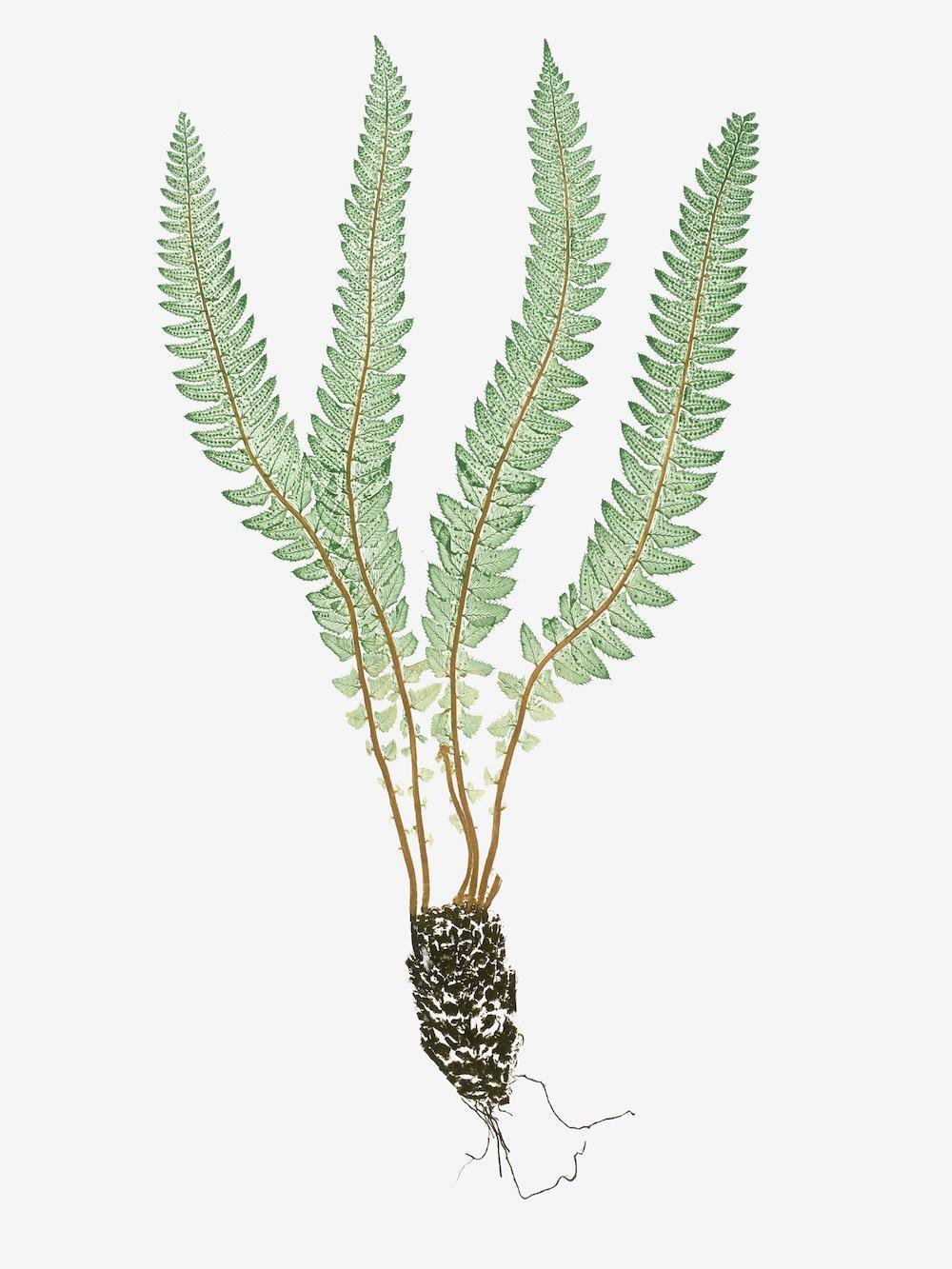 ENGLISH FERNS