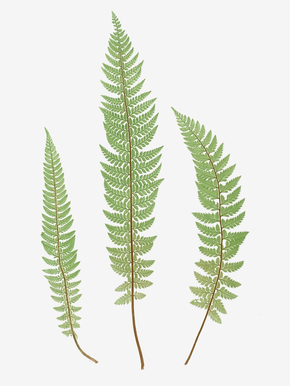 ENGLISH FERNS