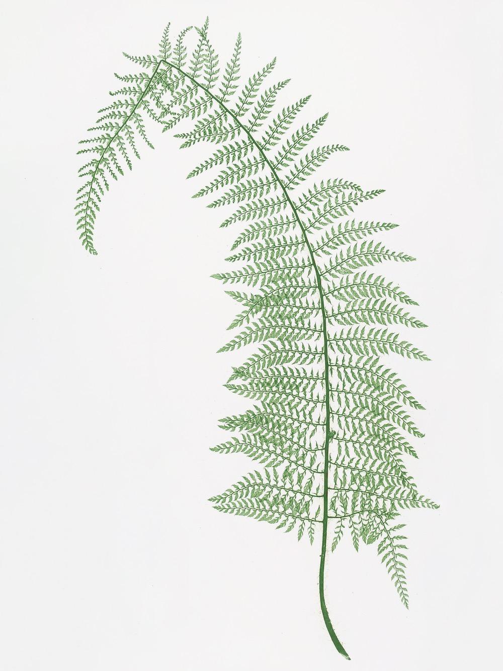 ENGLISH FERNS