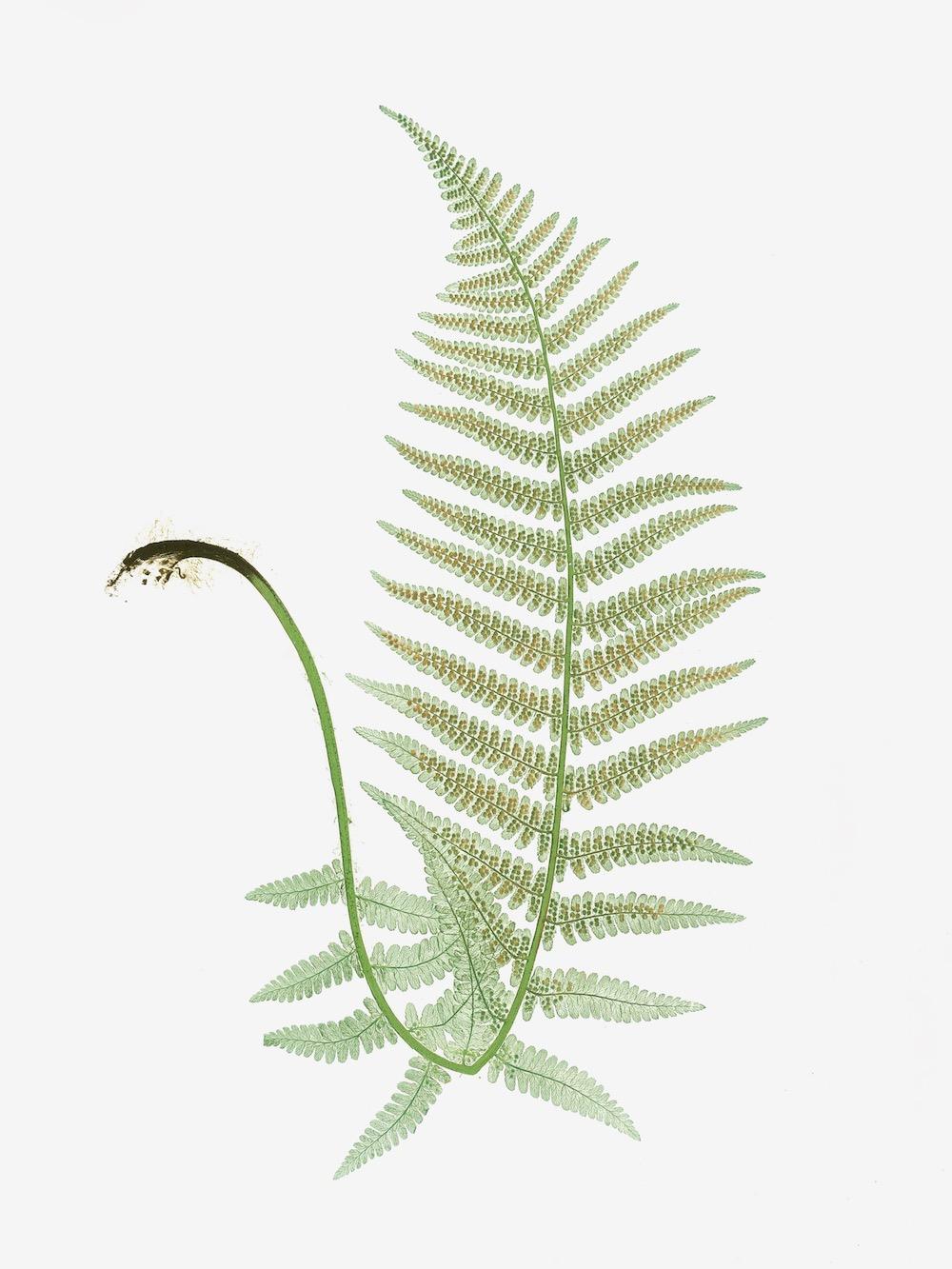 ENGLISH FERNS