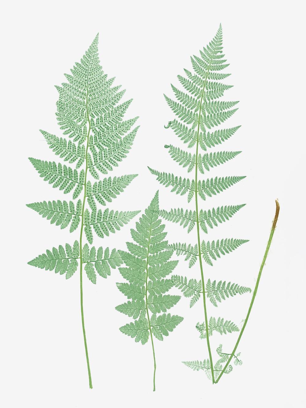 ENGLISH FERNS