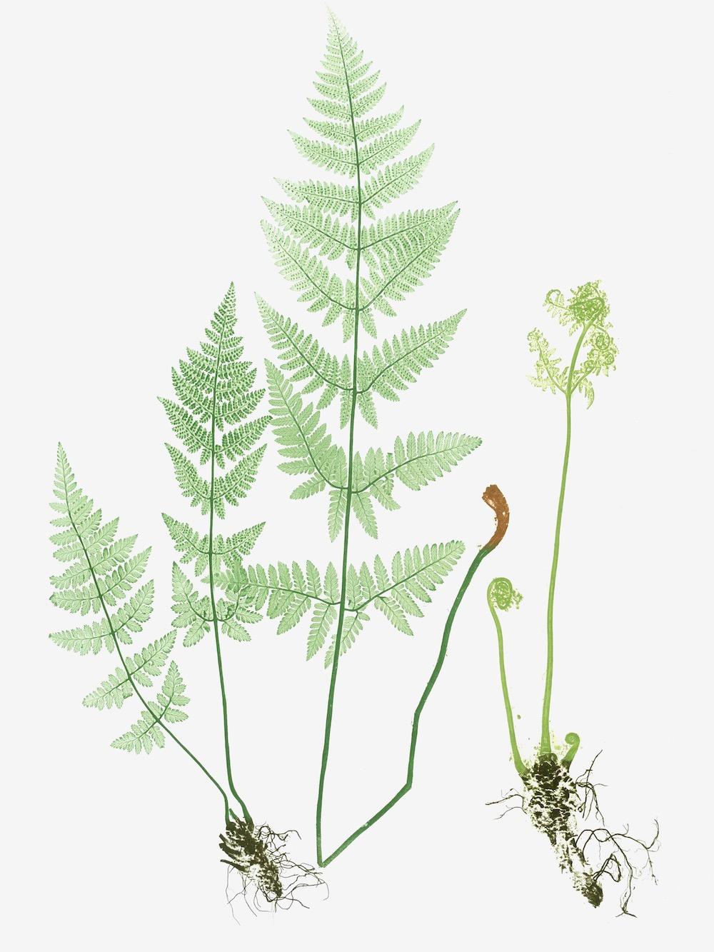 ENGLISH FERNS