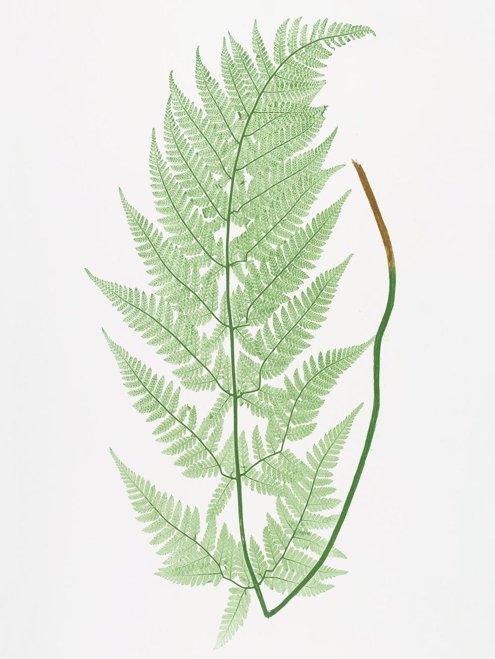 ENGLISH FERNS