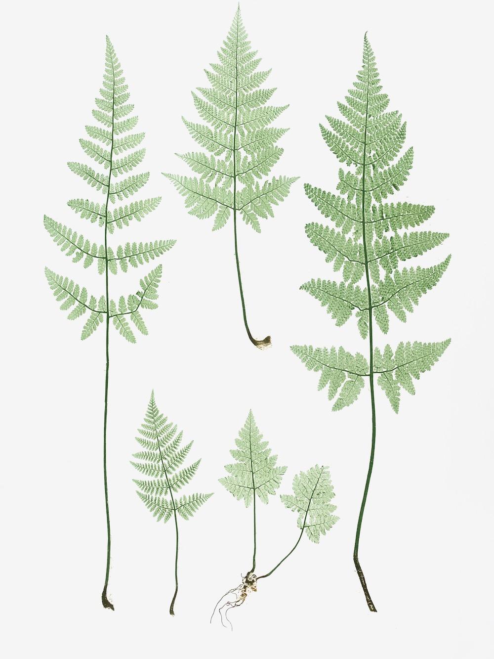 ENGLISH FERNS