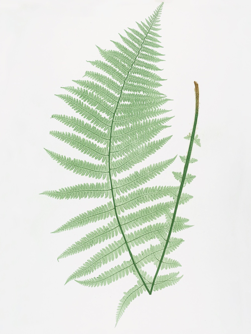 ENGLISH FERNS