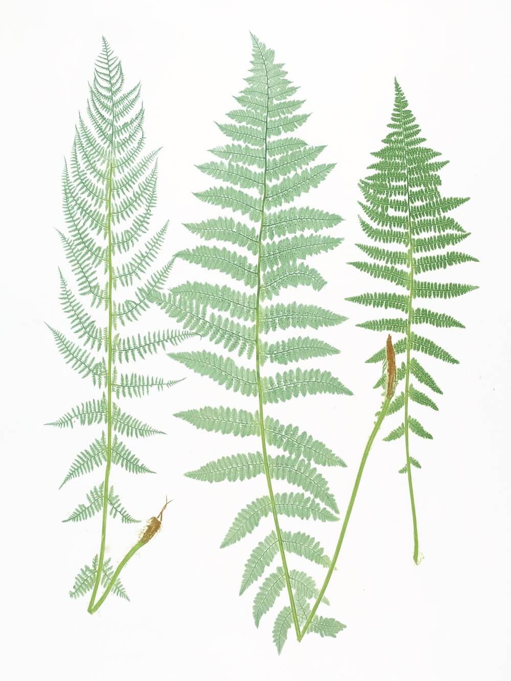 ENGLISH FERNS