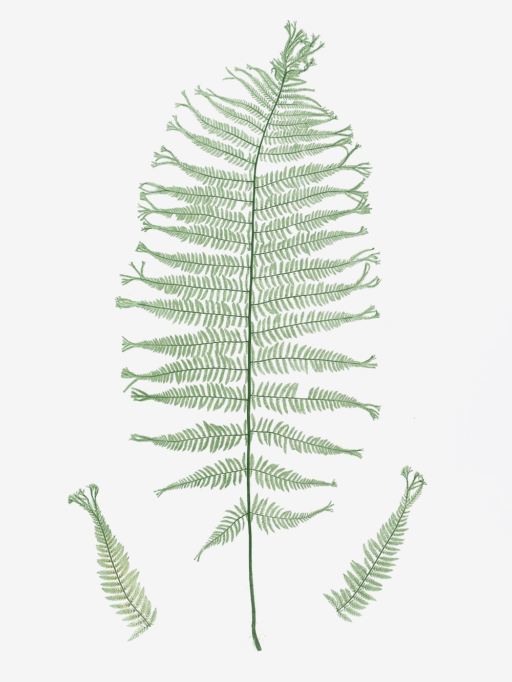 ENGLISH FERNS