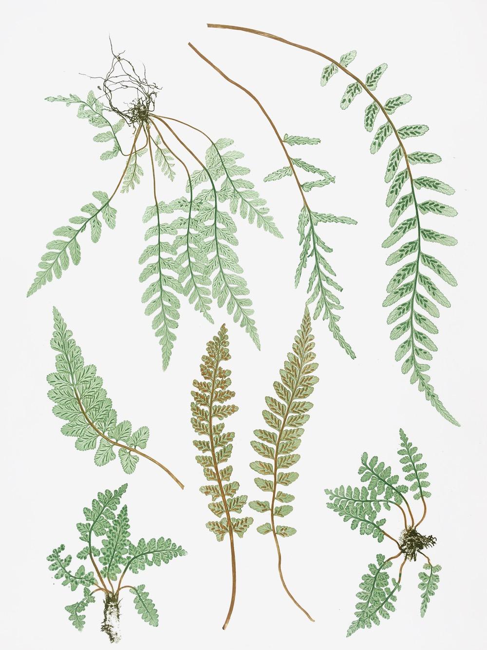 ENGLISH FERNS