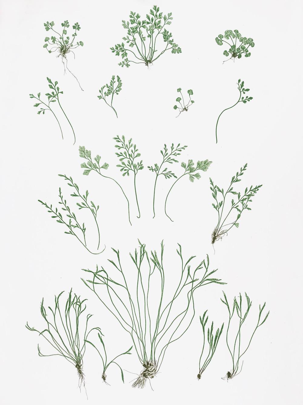 ENGLISH FERNS