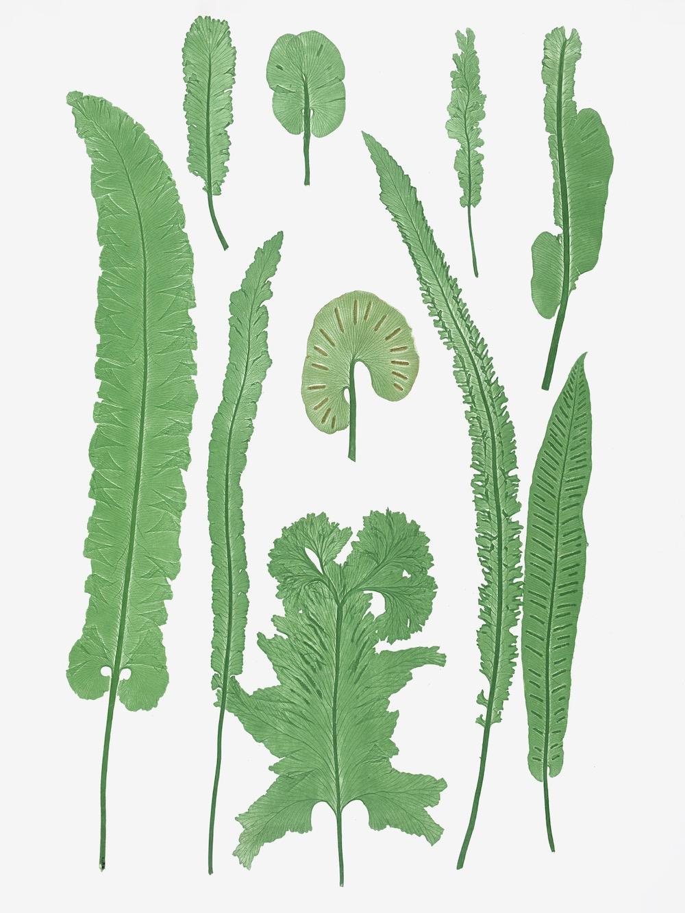 ENGLISH FERNS