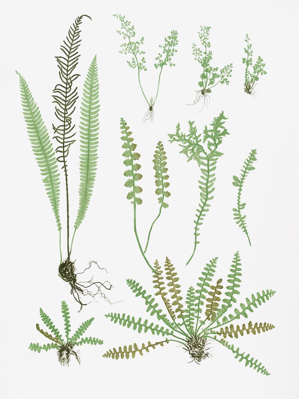 ENGLISH FERNS