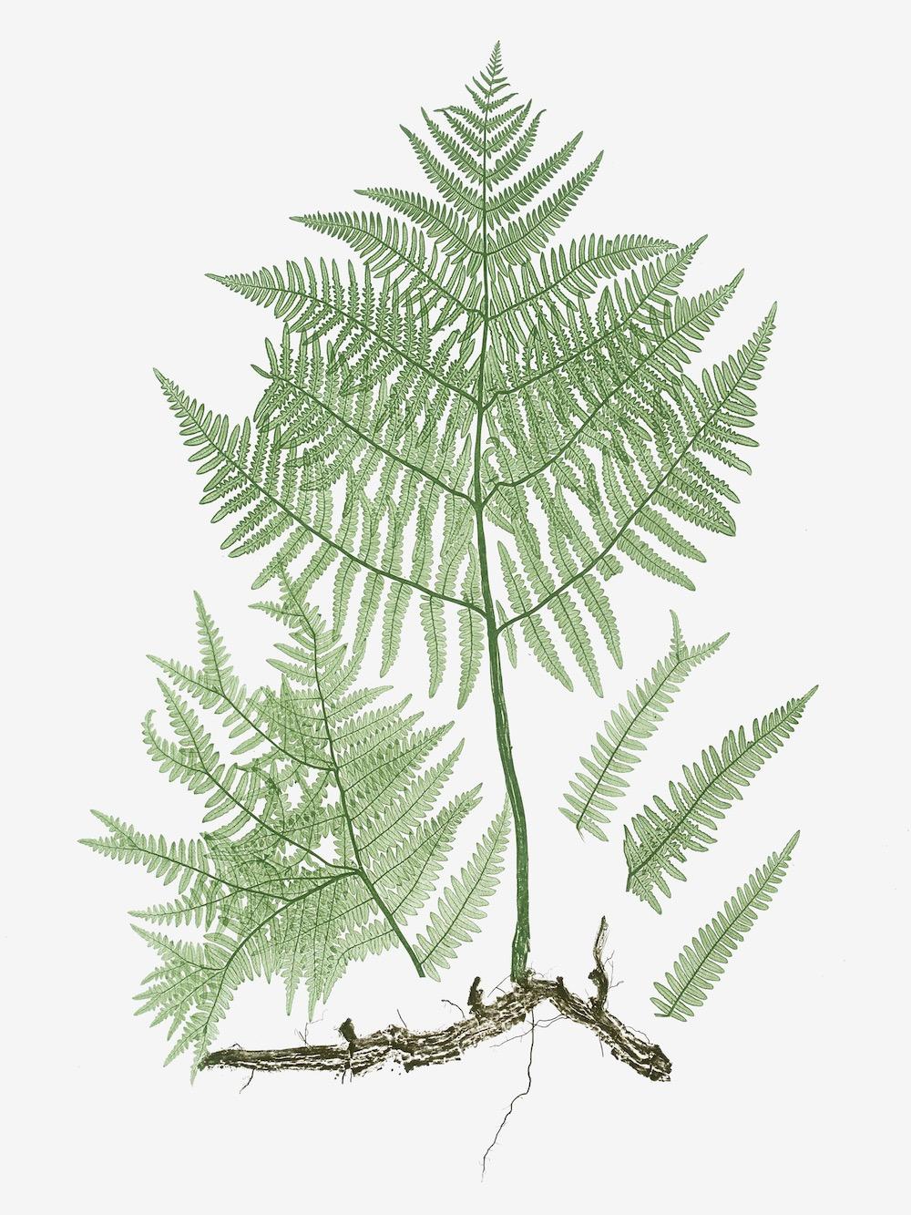 ENGLISH FERNS