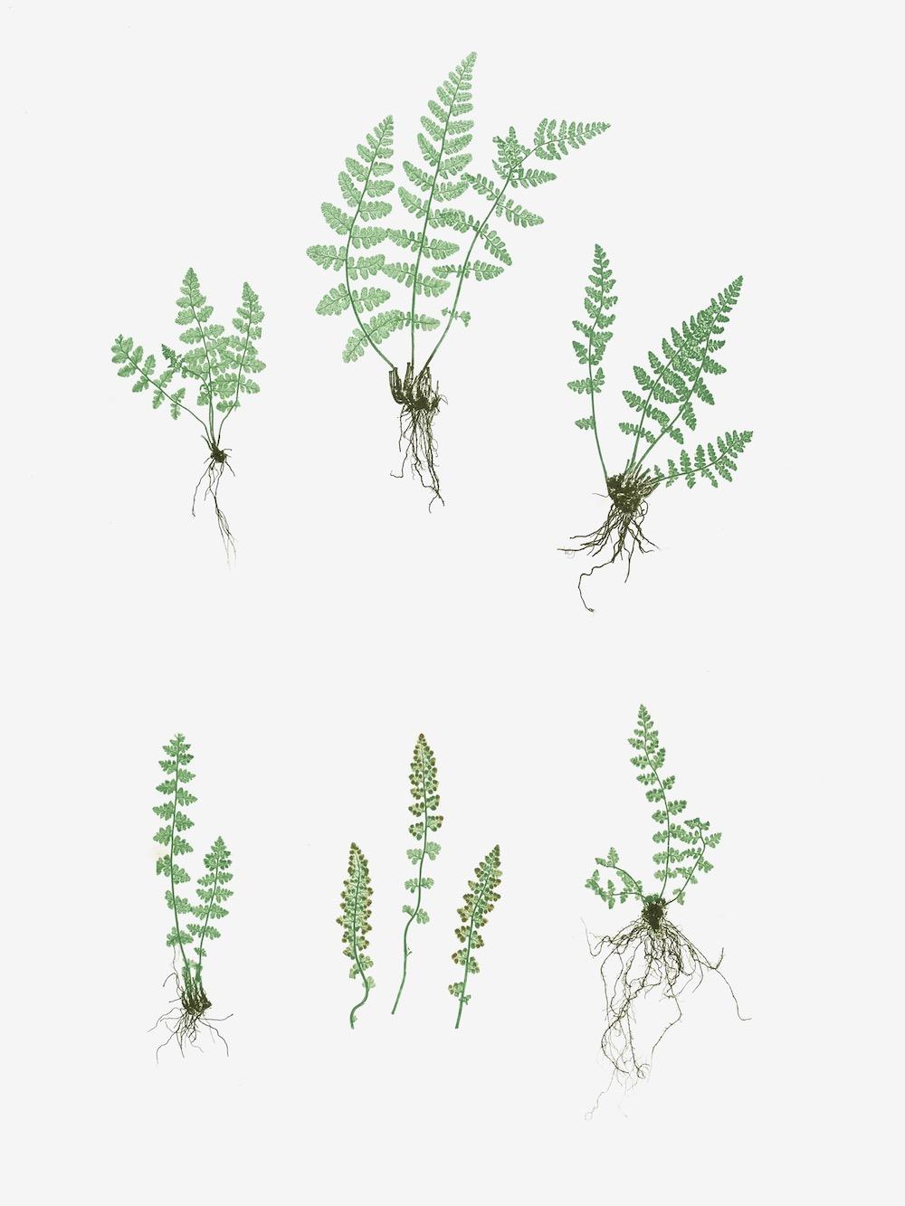 ENGLISH FERNS