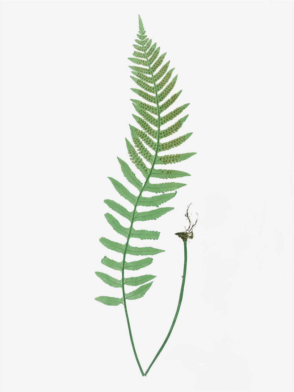 ENGLISH FERNS