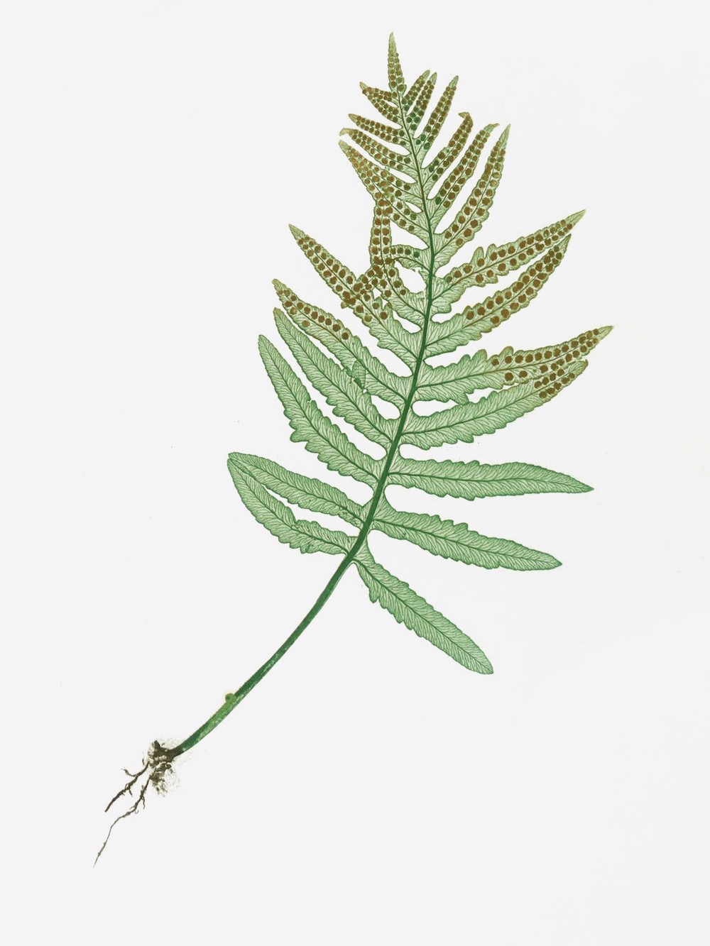 ENGLISH FERNS