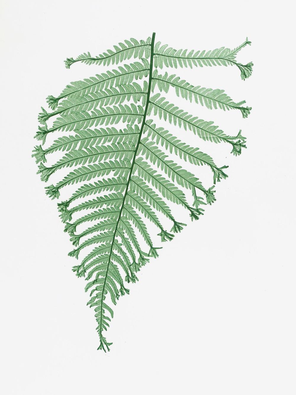 ENGLISH FERNS