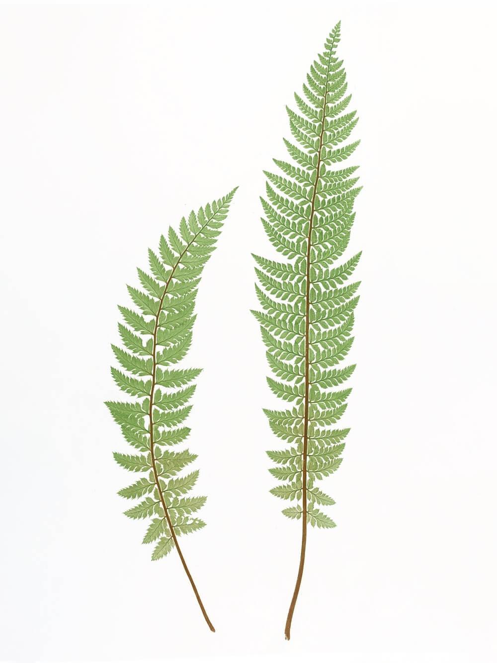 ENGLISH FERNS