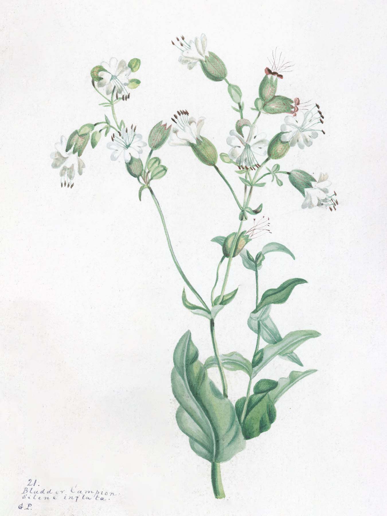 ENGLISH WILDFLOWERS