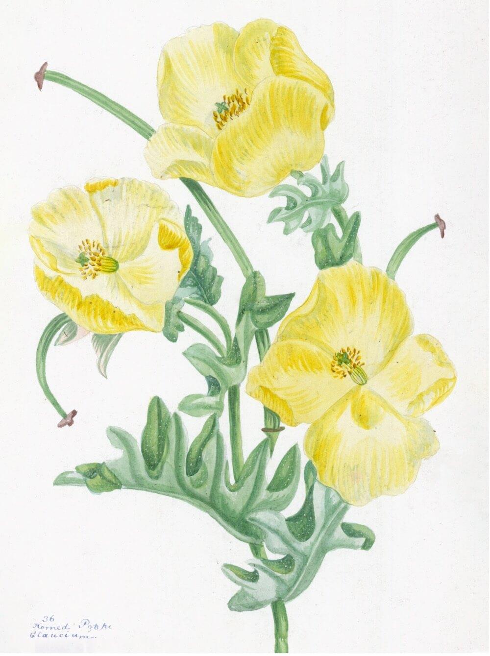 ENGLISH WILDFLOWERS