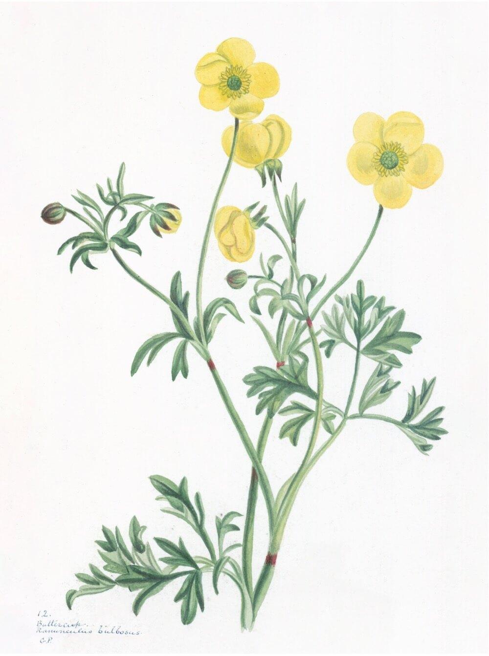 ENGLISH WILDFLOWERS