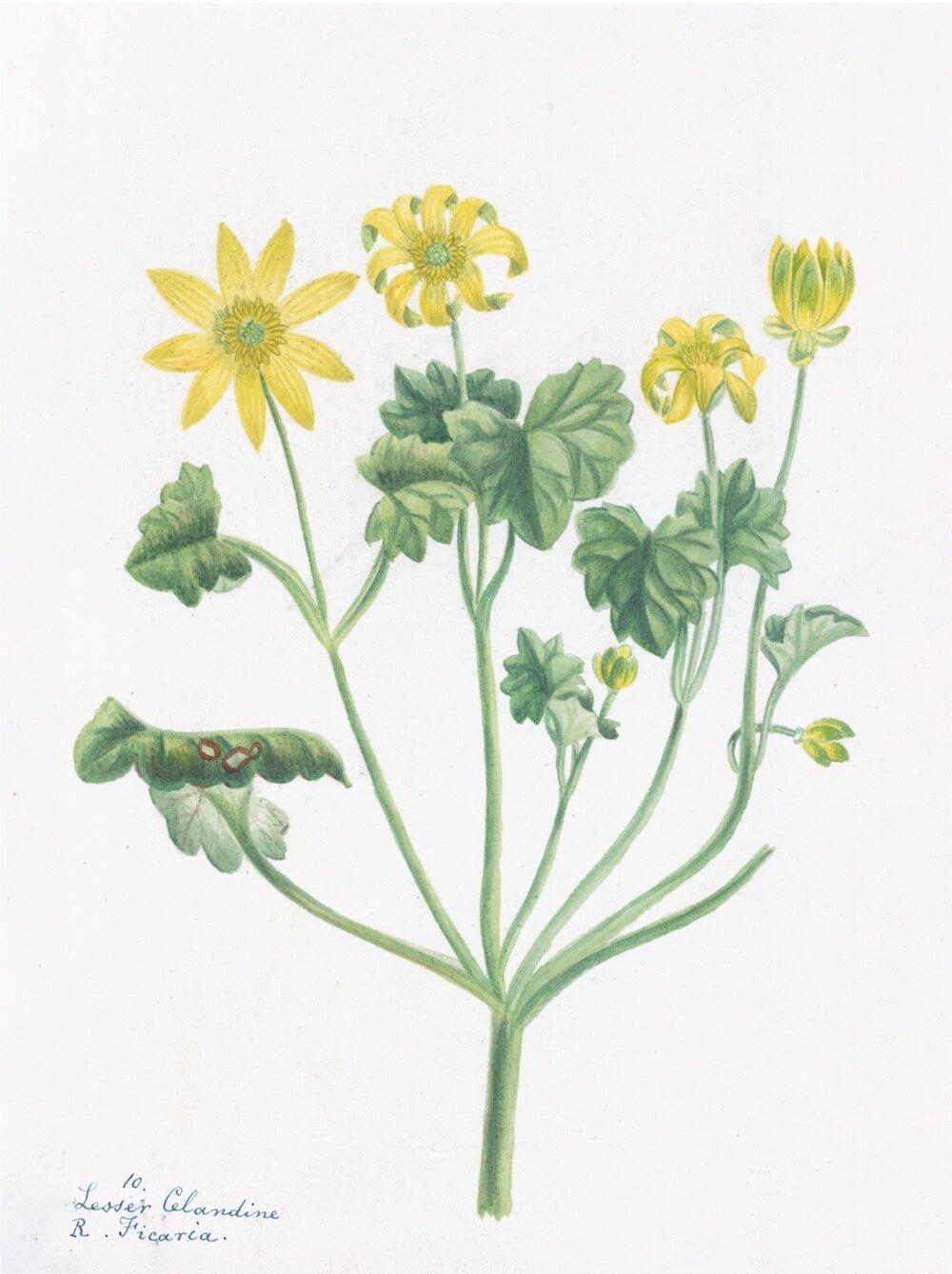 ENGLISH WILDFLOWERS