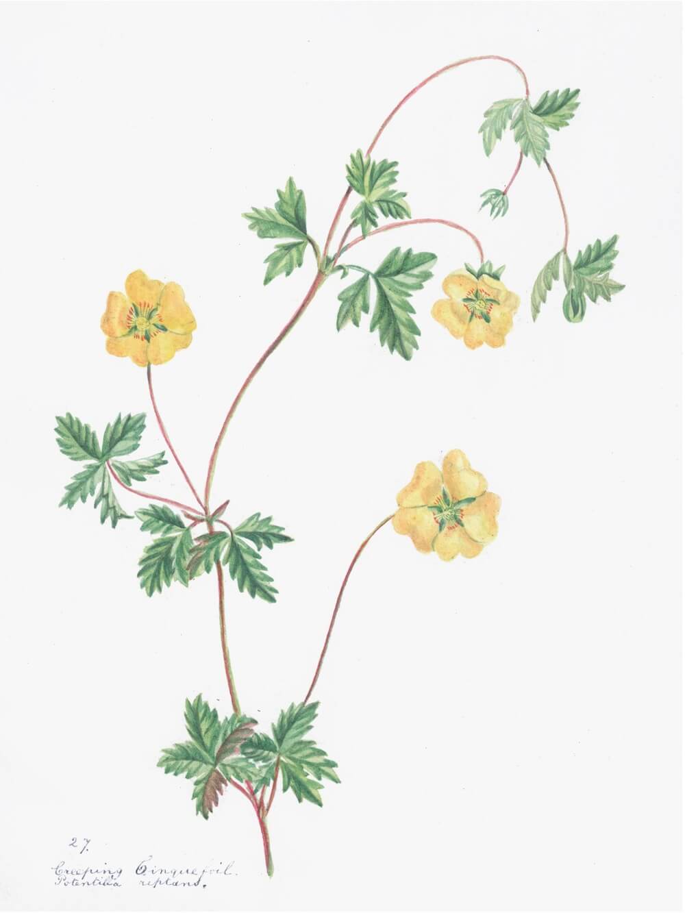 ENGLISH WILDFLOWERS