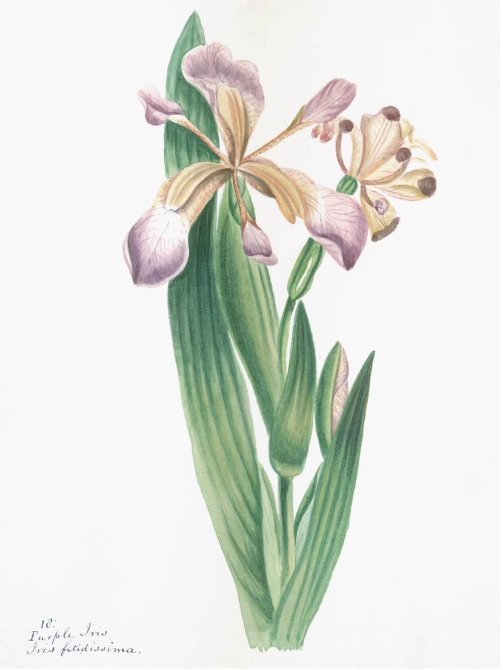 ENGLISH WILDFLOWERS