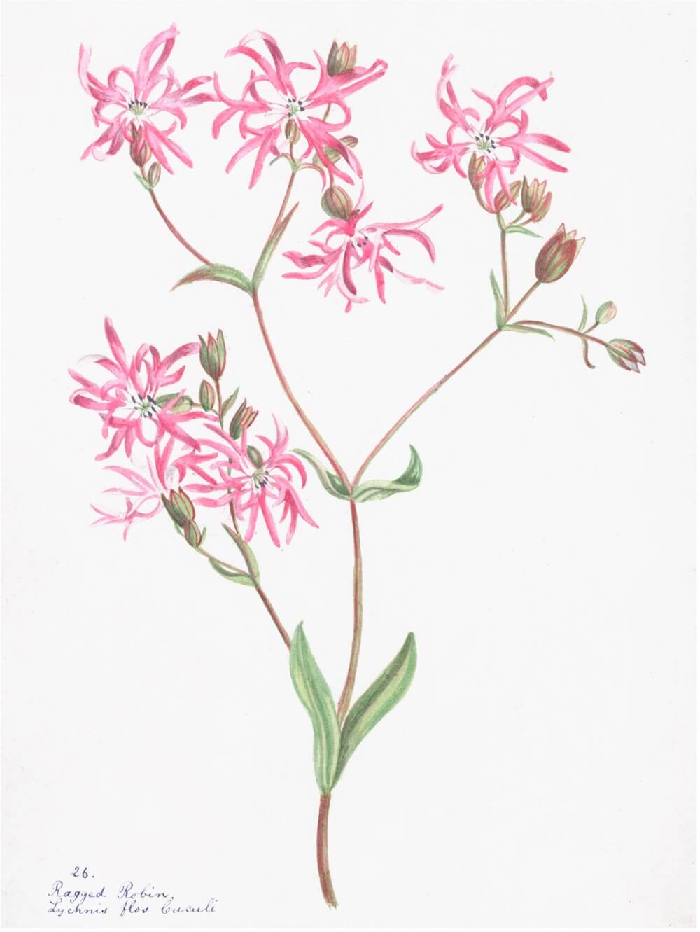 ENGLISH WILDFLOWERS